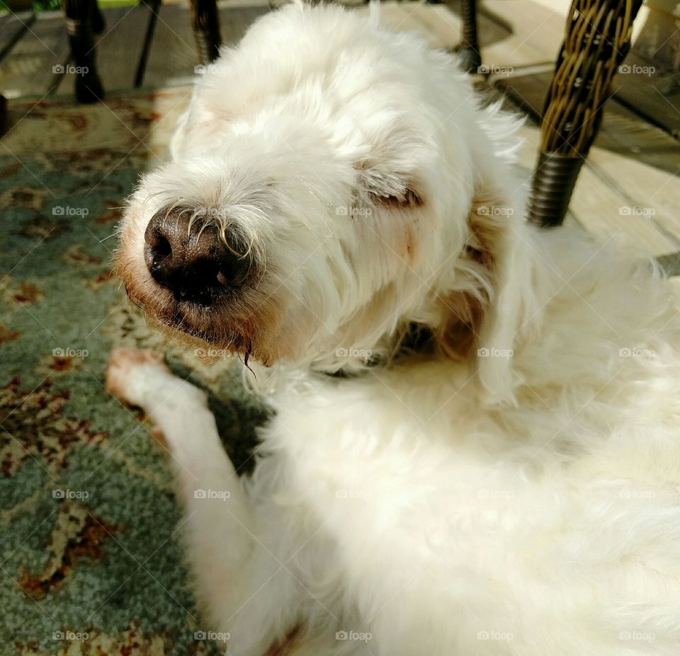 Cuttest Pets in the World!