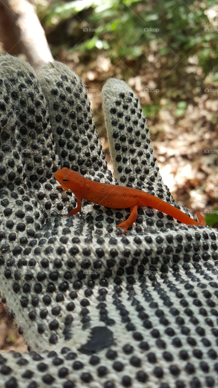 little newt on a work glove