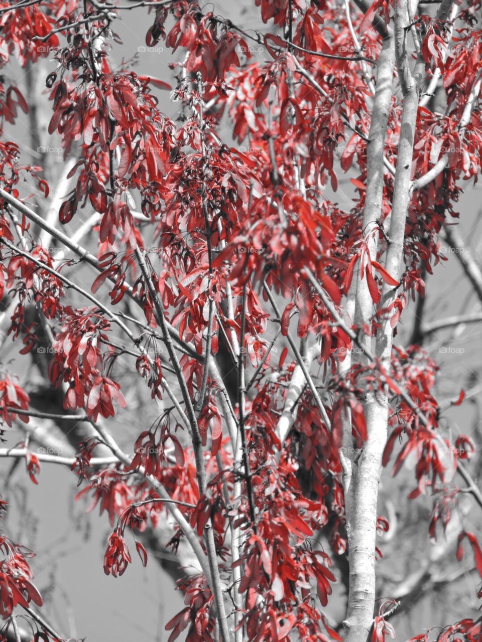 Red leaves 