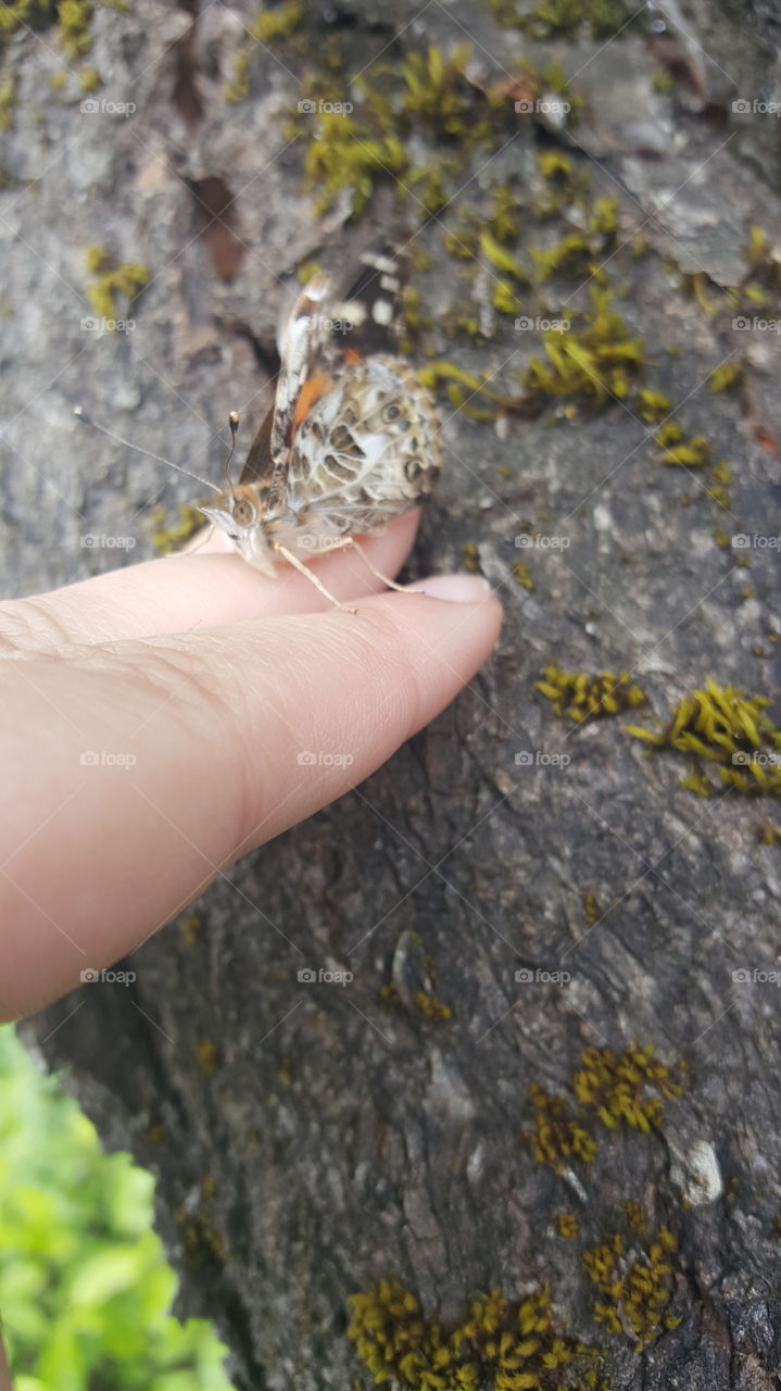 Releasing class butterfly