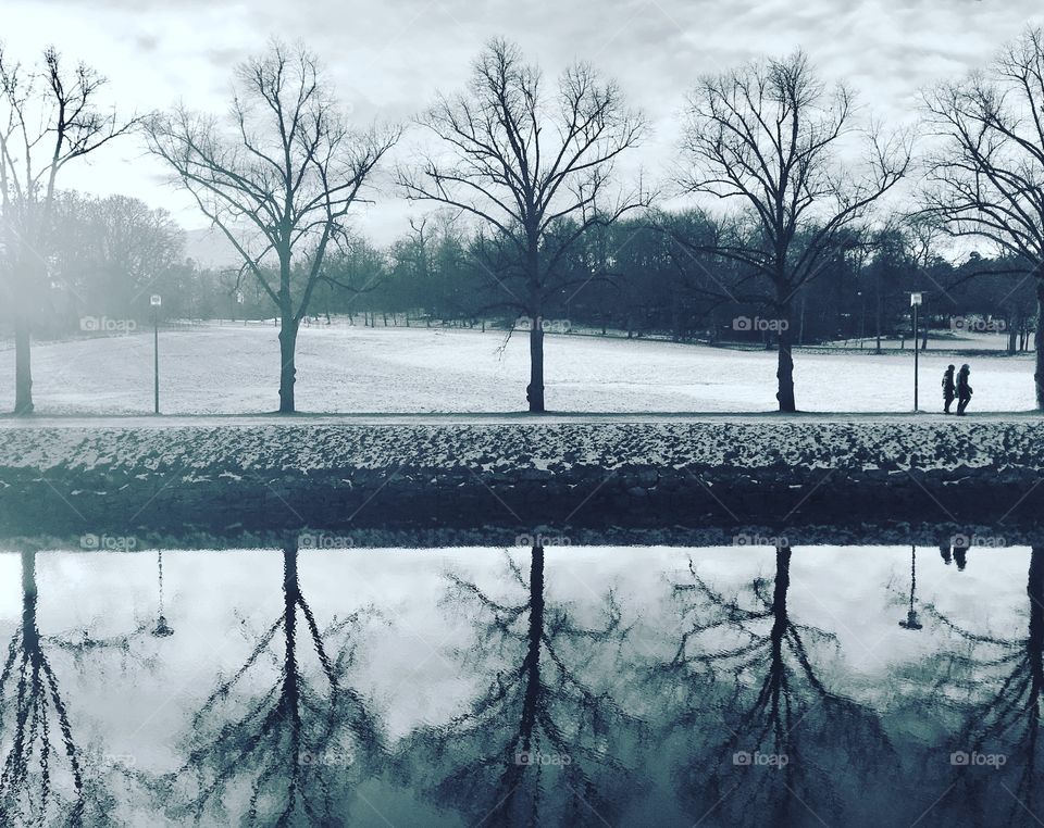 Reflection of trees in Canal