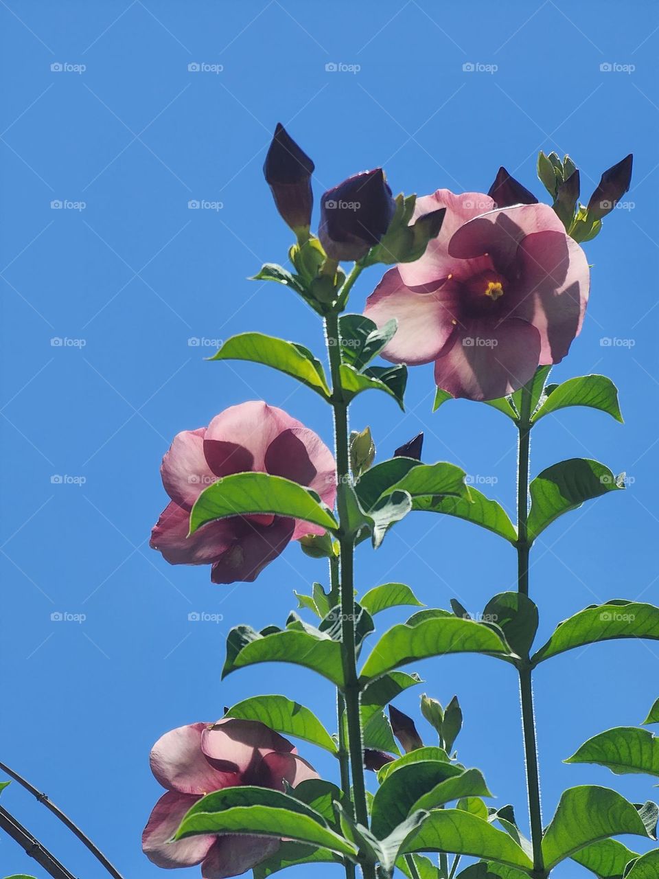 double trouble flower