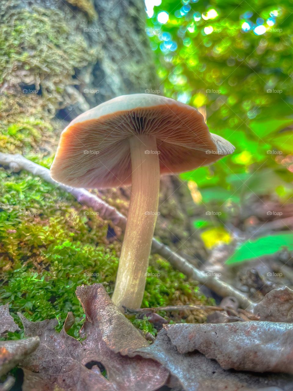 View from the forrest floor 