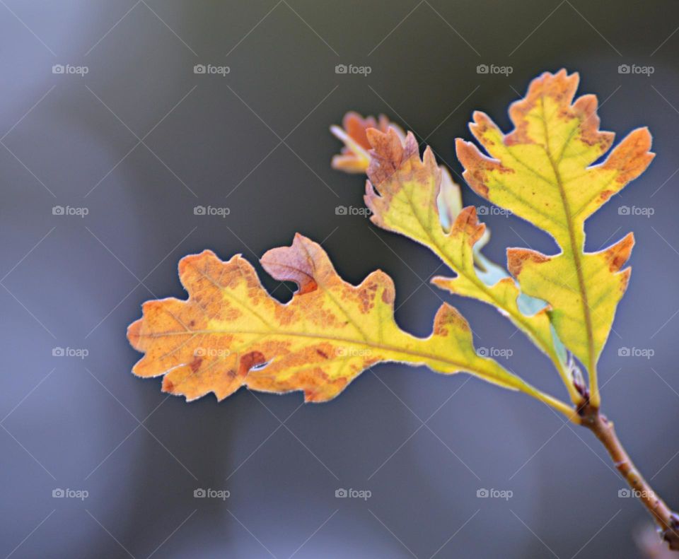 close up of fall leaves with a blurred background at a park in Citrus Heights California