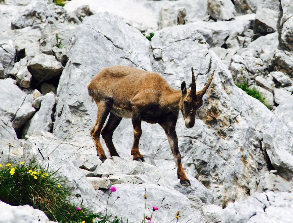 Chamois . This photo was taken on August 4, 2014 in the mountain Col de la Colombiere, France