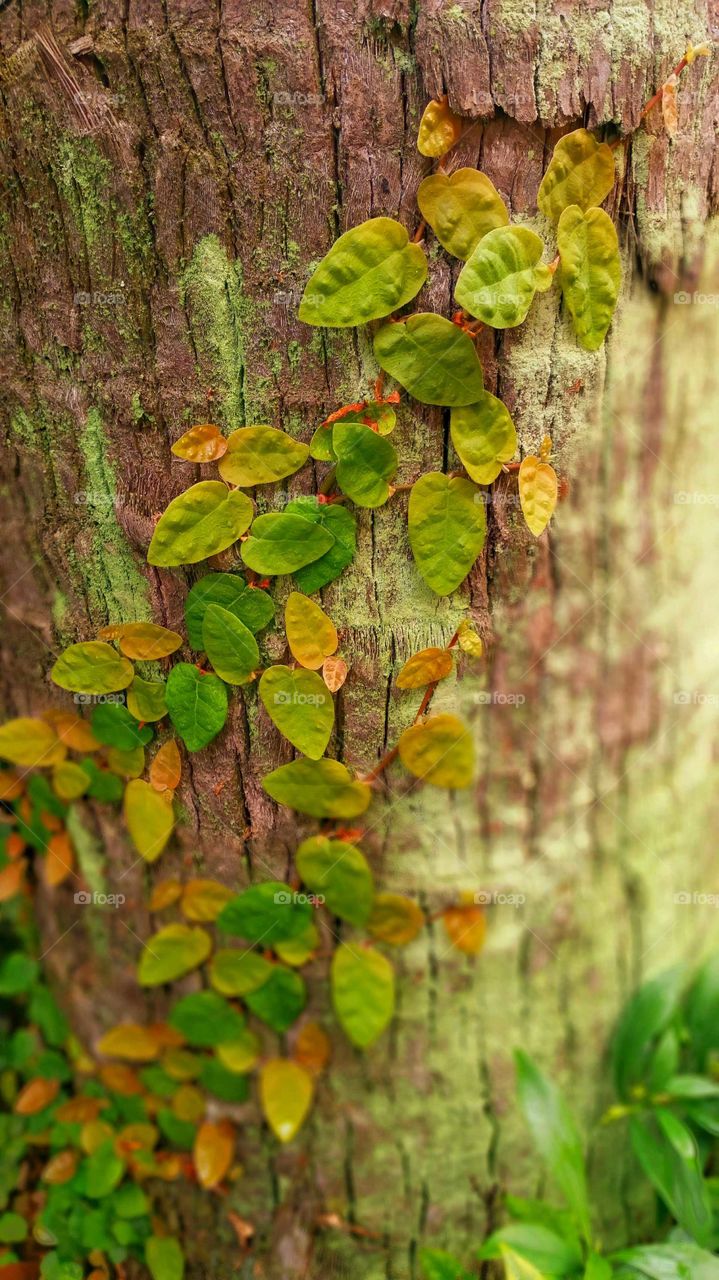 Leaf, Wood, Nature, Tree, Flora