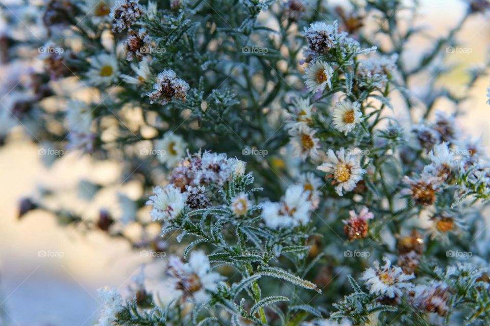 plants and flowers frozen outside in the garden. icy frost covers the stems and leaves of flowers in the form of micro-icicles.