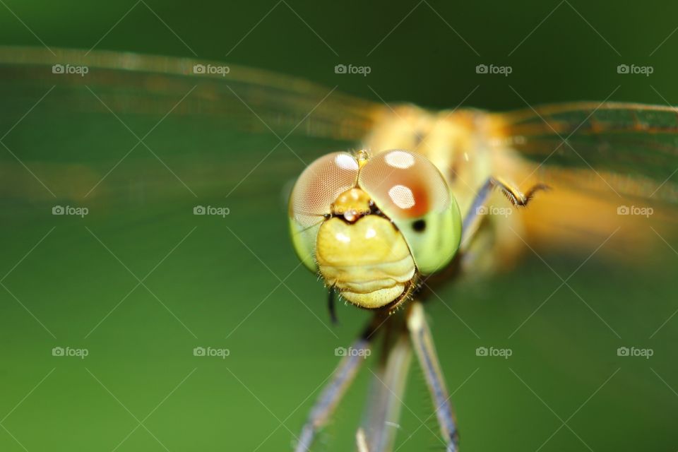 Dragonfly 