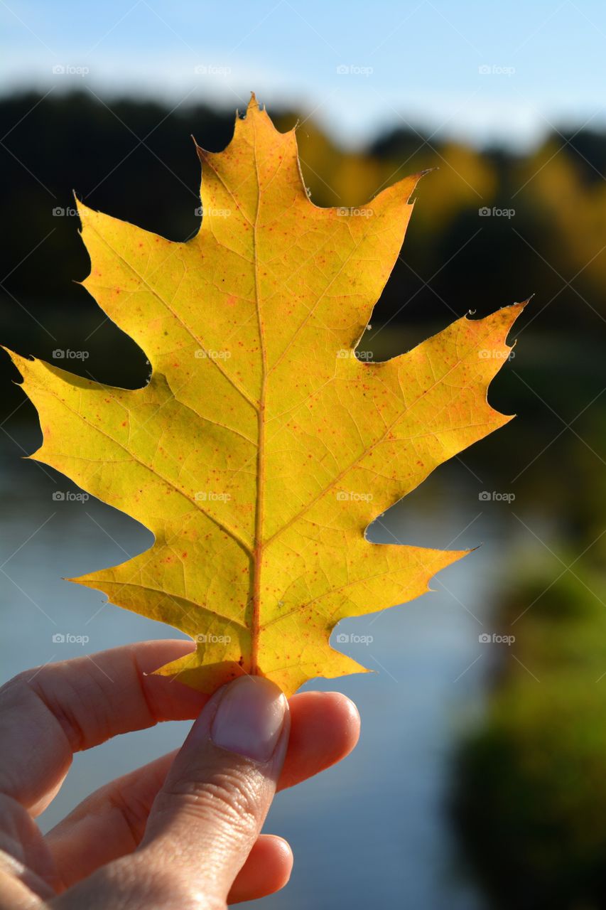 yellow autumn leaf in the hand nature lovers beautiful landscape lake shore background