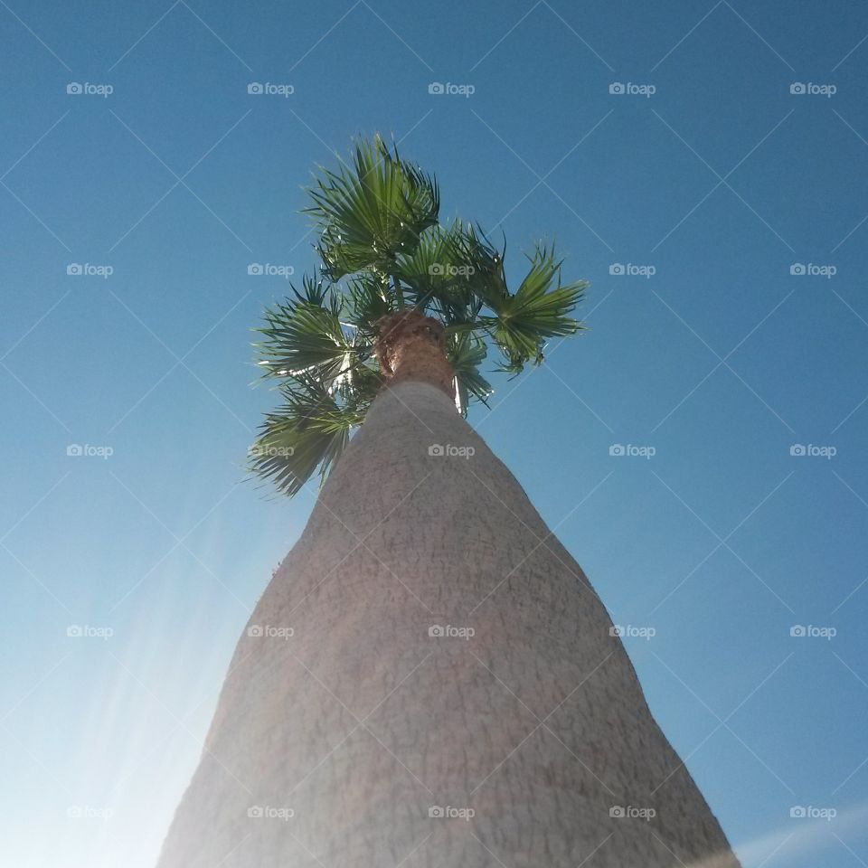 Florida palm