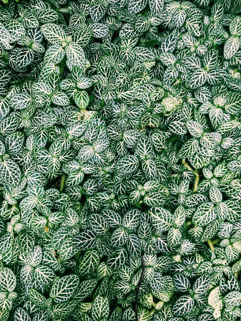 Green and White Leaves 