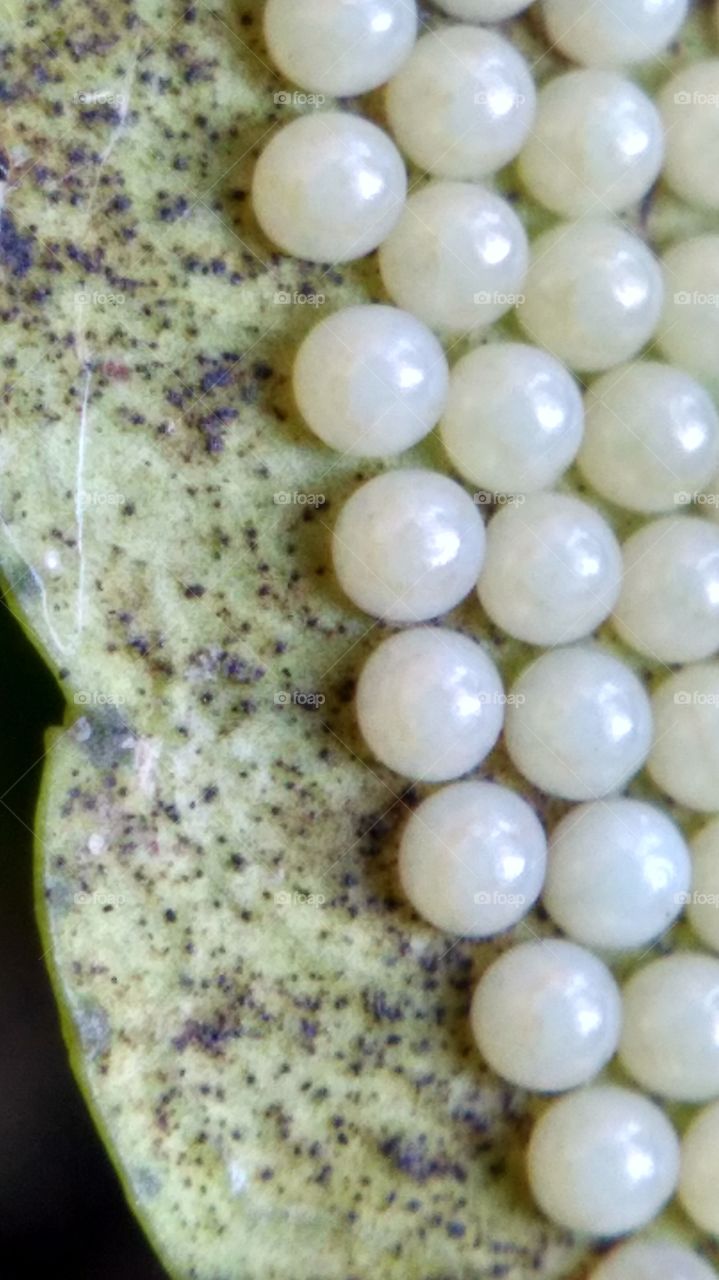 egg