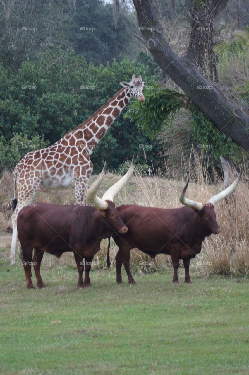 Watusi cattle and giraffe