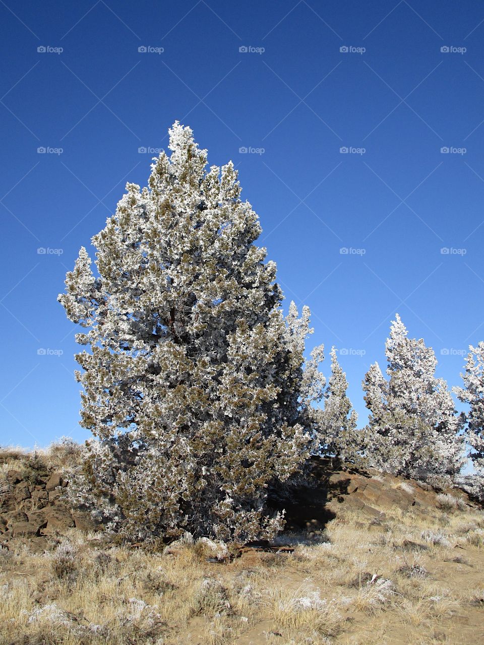 A magnificent frost covers juniper trees in Central Oregon on a beautiful sunny winter day. 