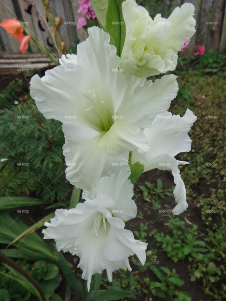 The Flower of Gladiolus