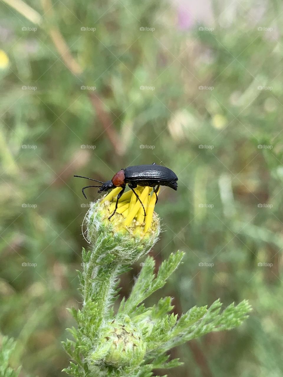 Bug on the flower 