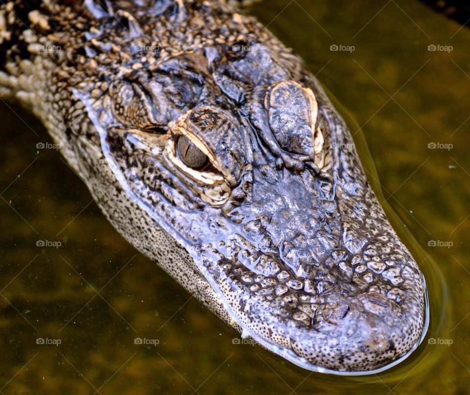 Gator