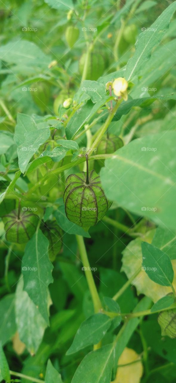Physalis is the name of a small fruit, which when ripe is covered by enlarged flower petals.