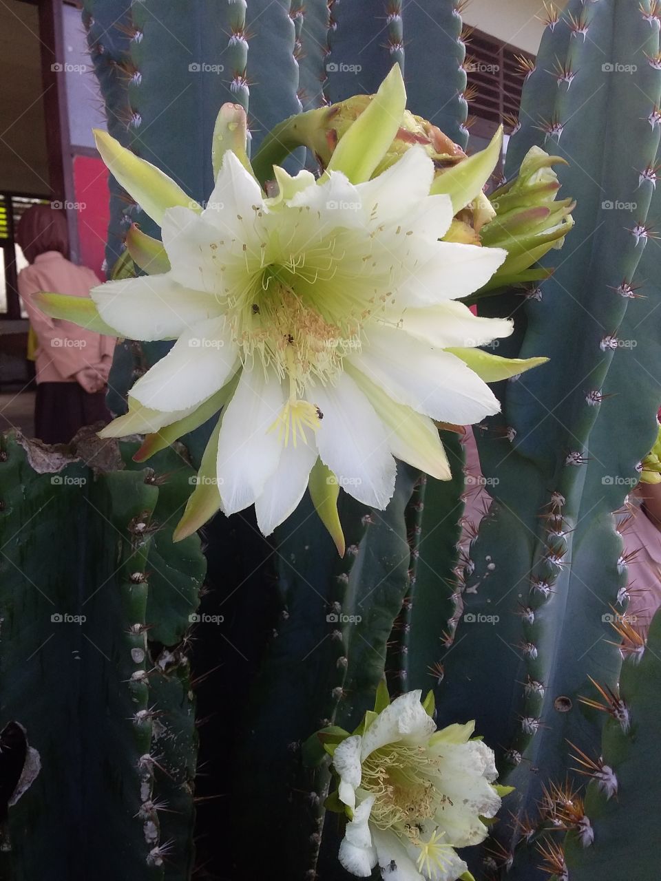 Bunga kaktus