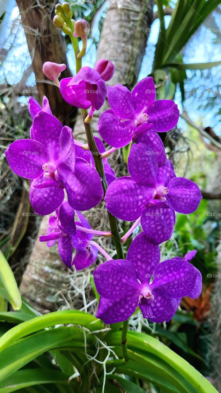 Purple orchid