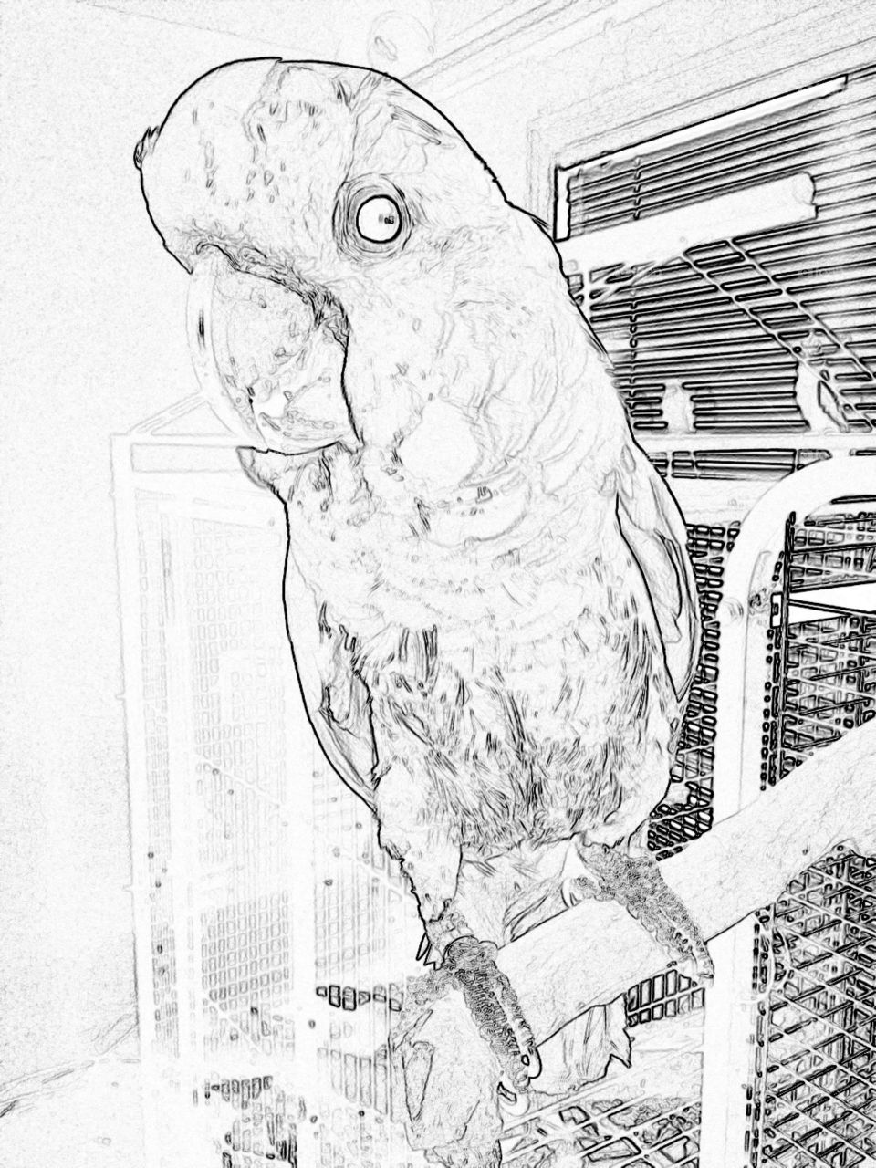 Lavie the Cockatoo 