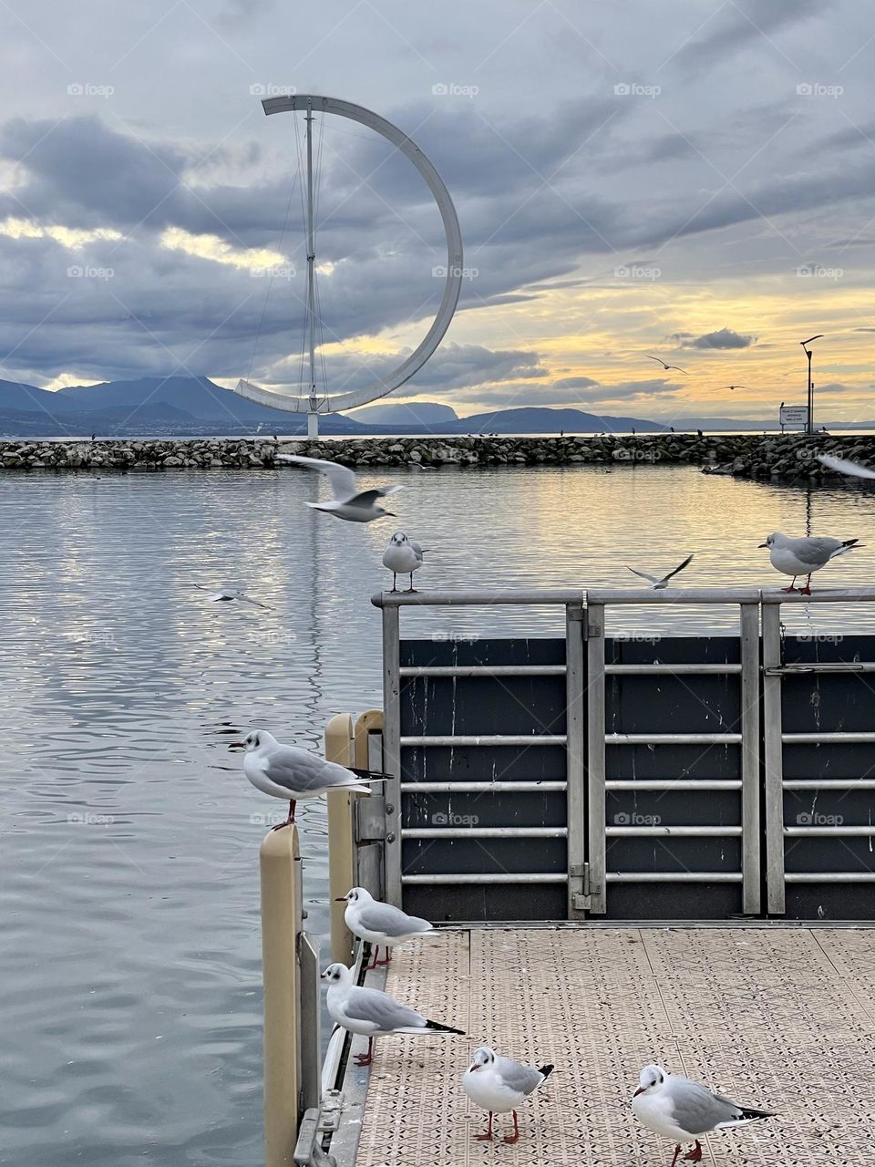 Water birds and seagull at the lake towards sunset with mountains in the background 