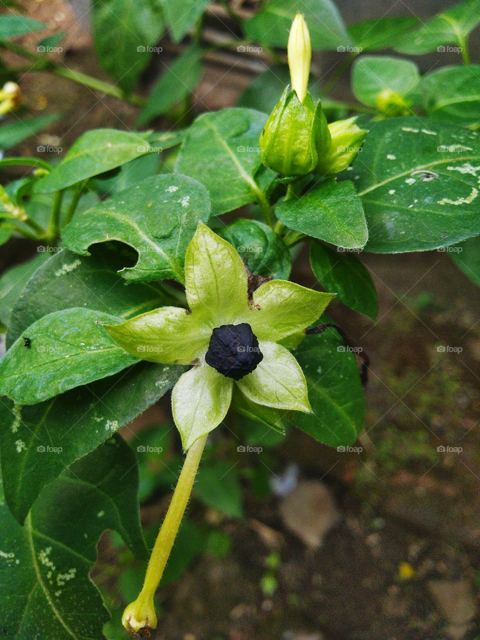 The four o'clock flower is a flower that only blooms in the afternoon, which is around four o'clock in the afternoon, so that this plant is used by the community as a sign of the entry of Asr time.
