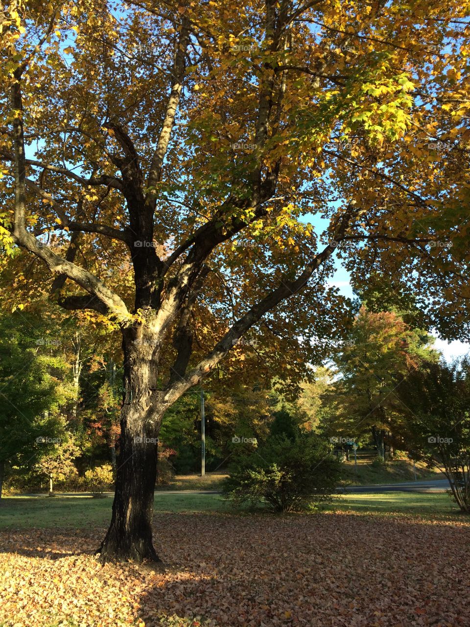 Tree in the yard