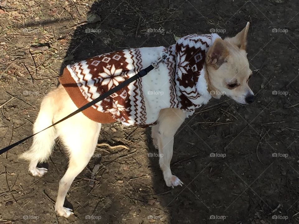 Walking my Pom chi in his sweater 