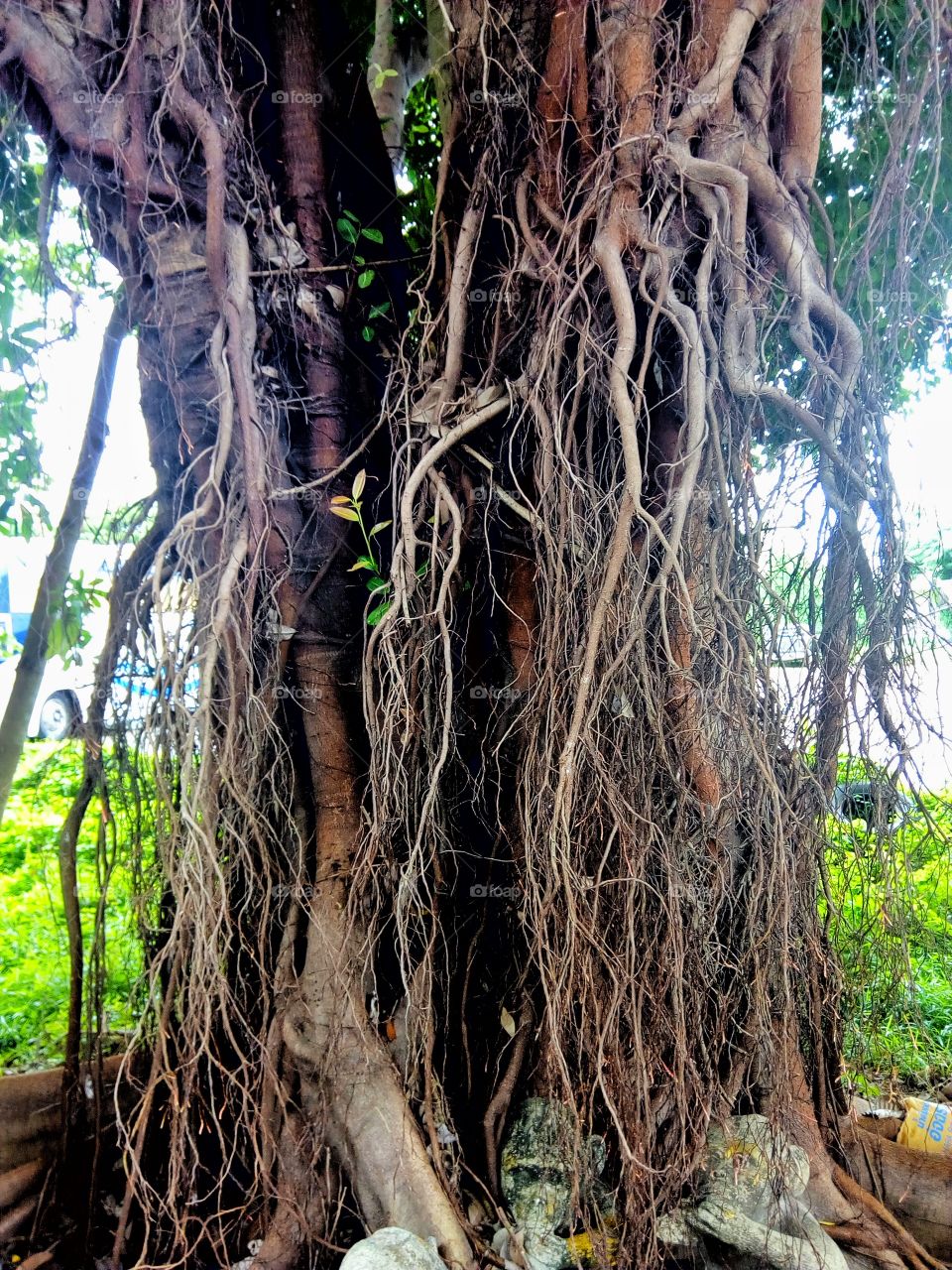Root above the ground