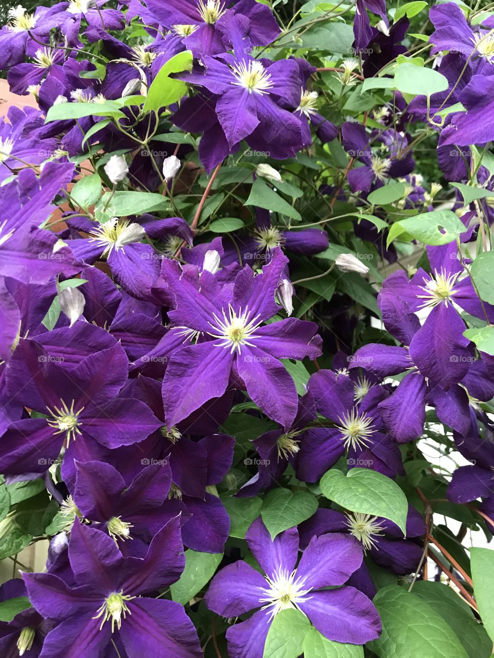 Purple clematis 