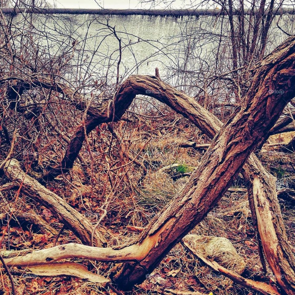 Fairfield, CT woodland near a dam