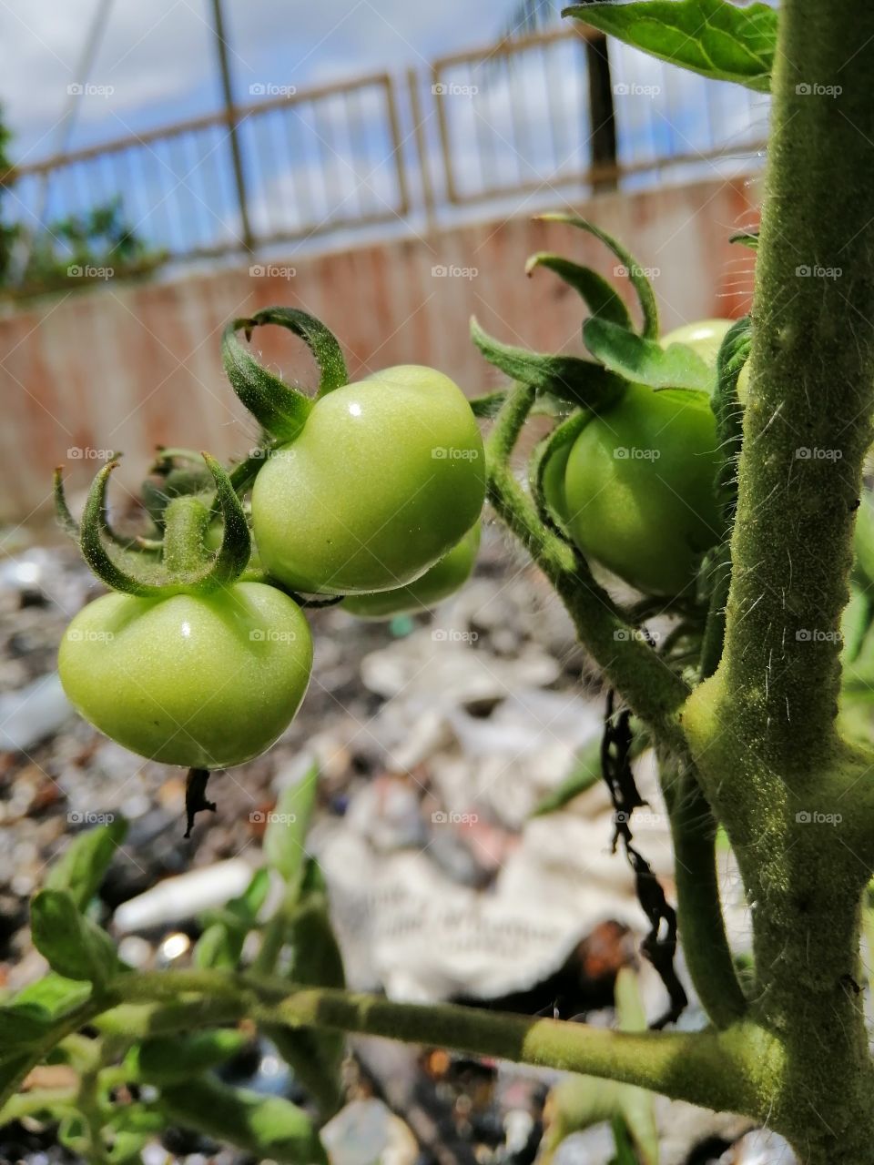 Tomatto