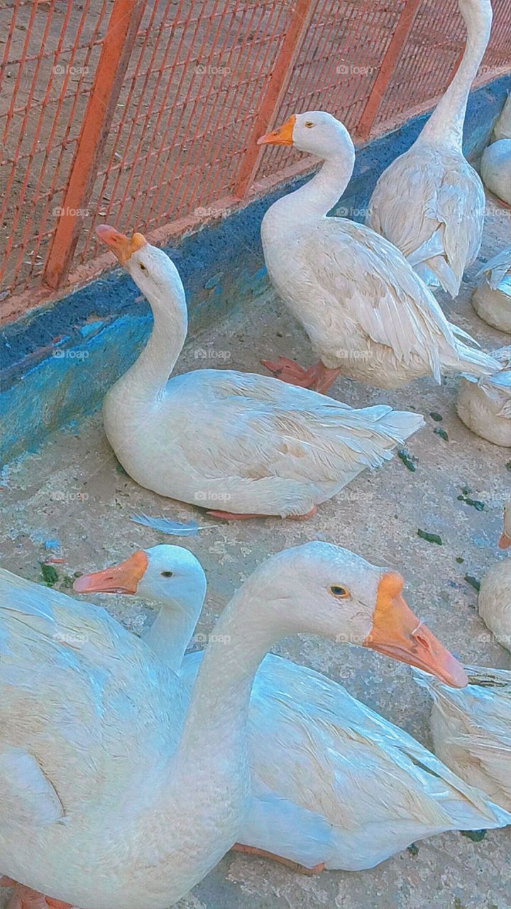 beautiful ducks
Indian creatures