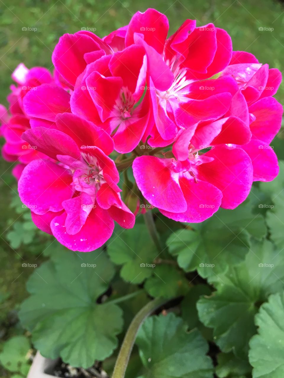 Pink geraniums