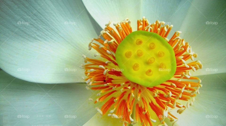 bunah sari dan putik