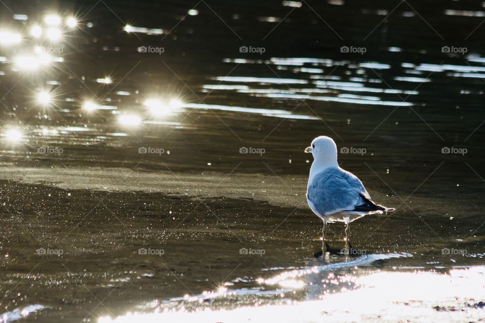 Seagull enjoying the sun at the golden hour 