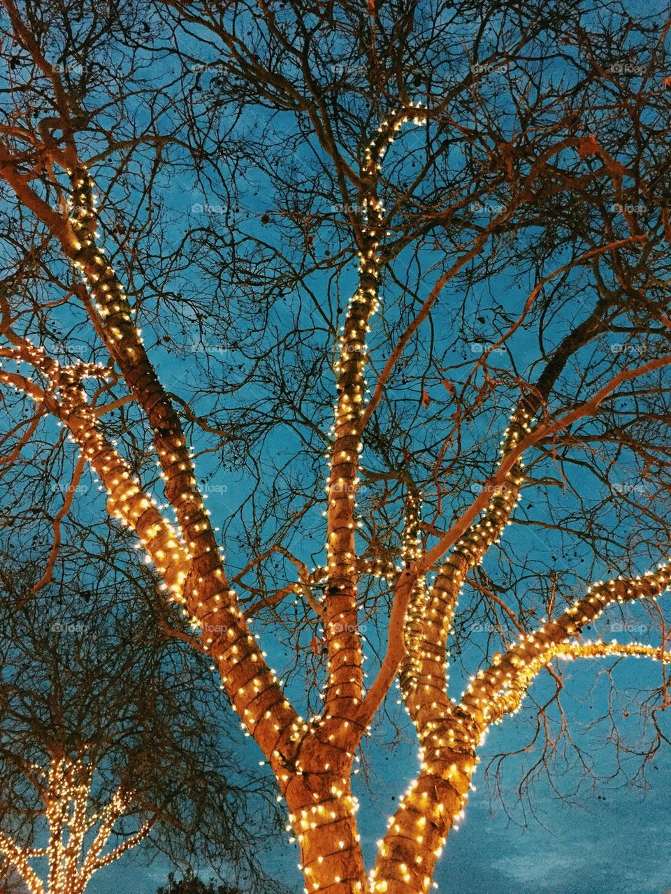 Tree lights