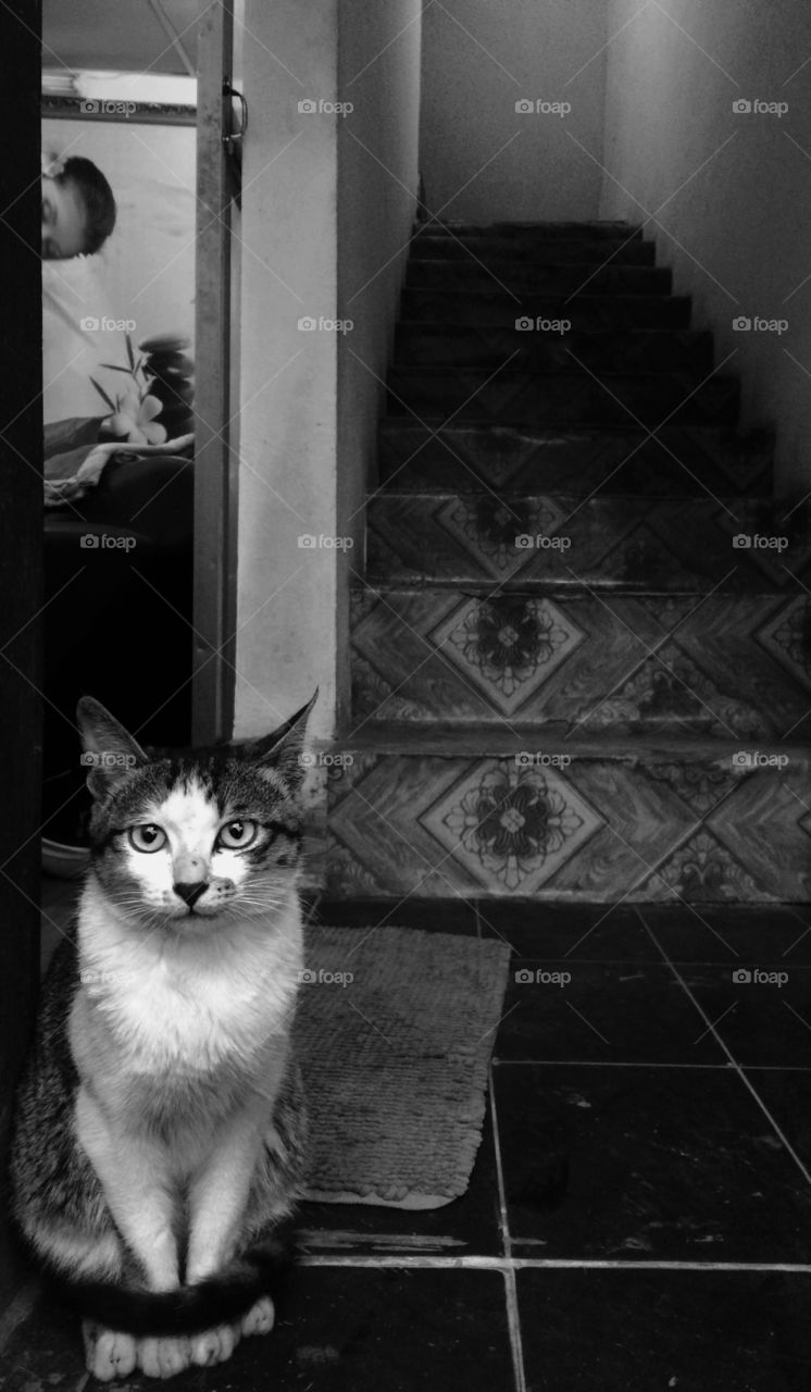 Grinning Black & White Cat  