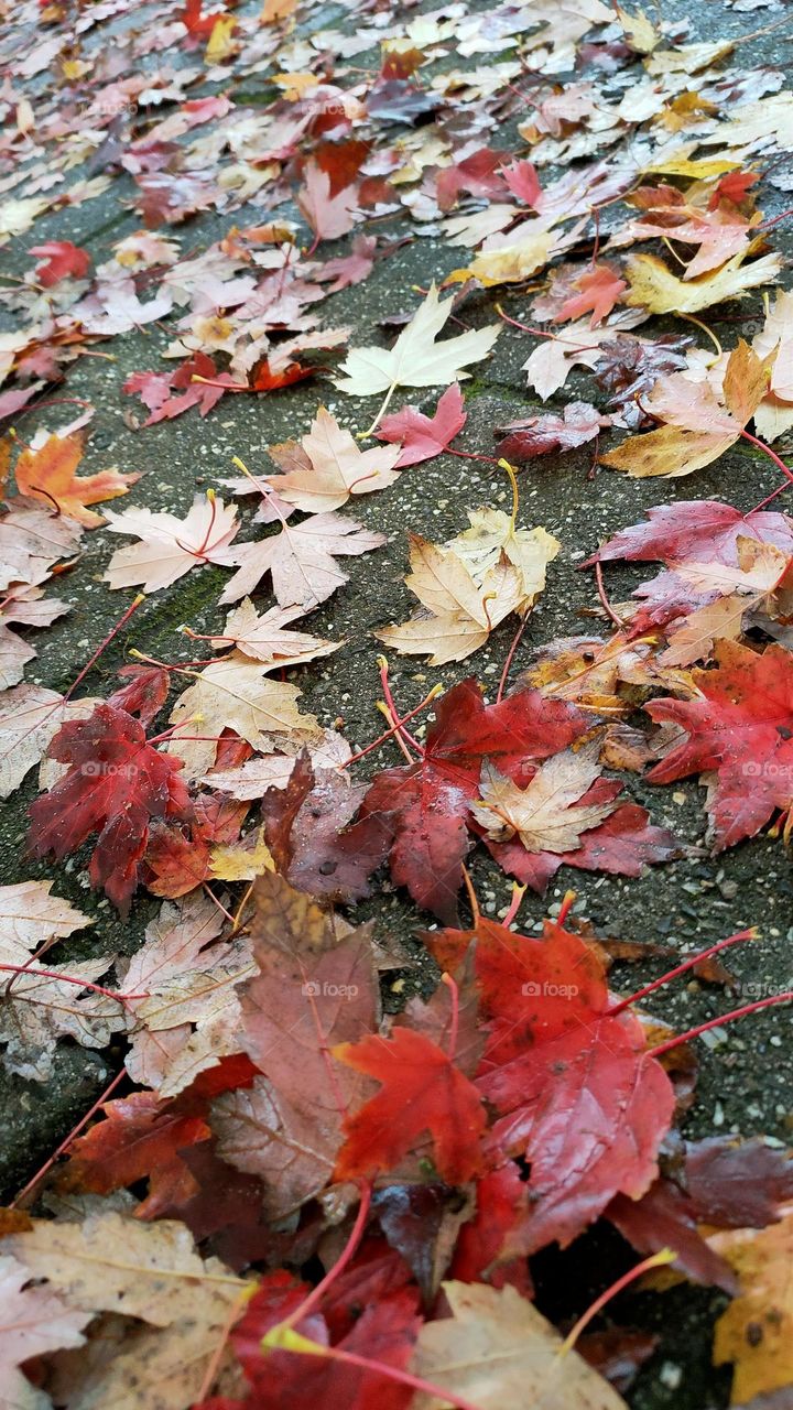 Bright, intense and beautiful colorful leaves