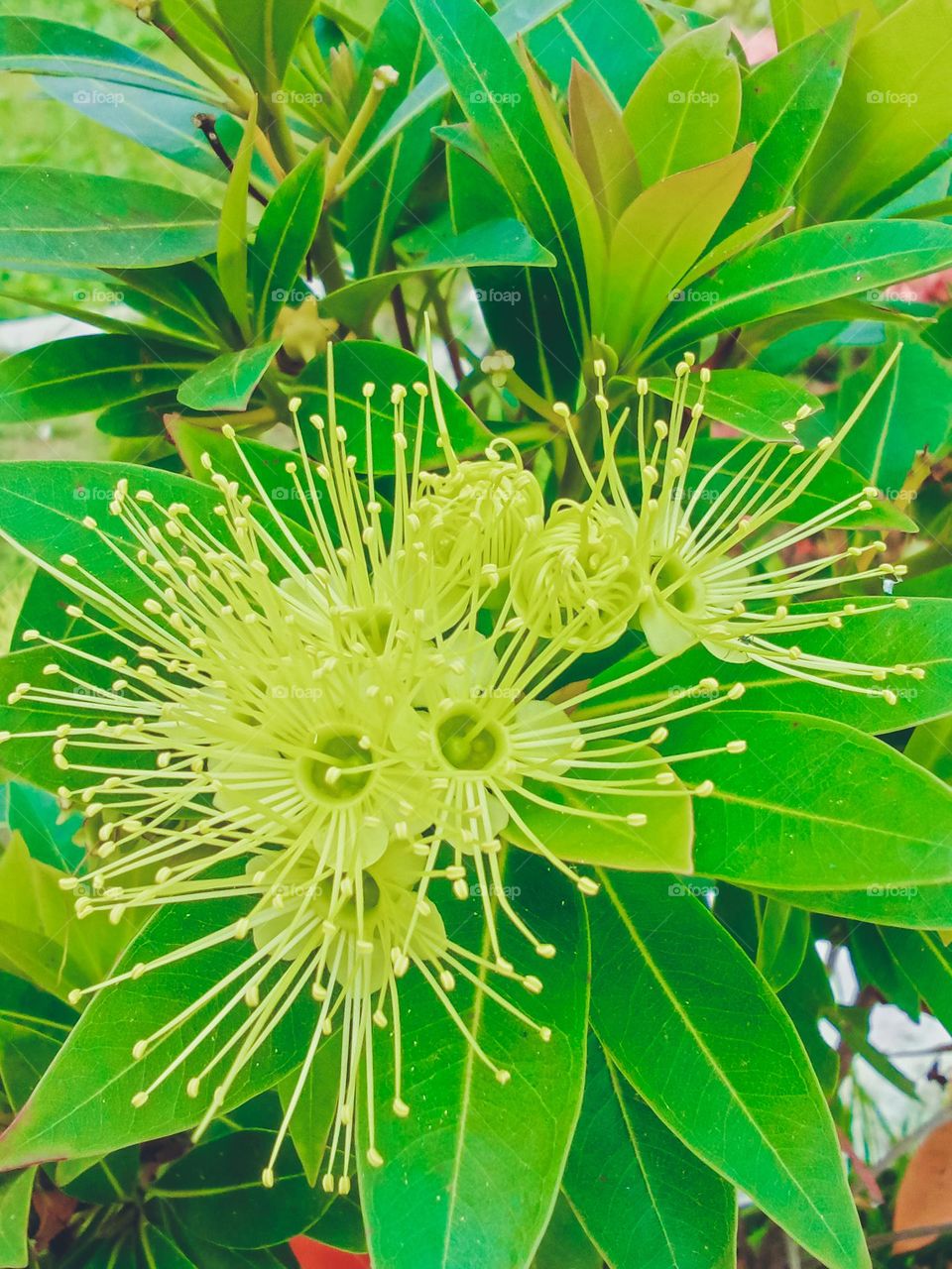 Beautiful flowers in the garden