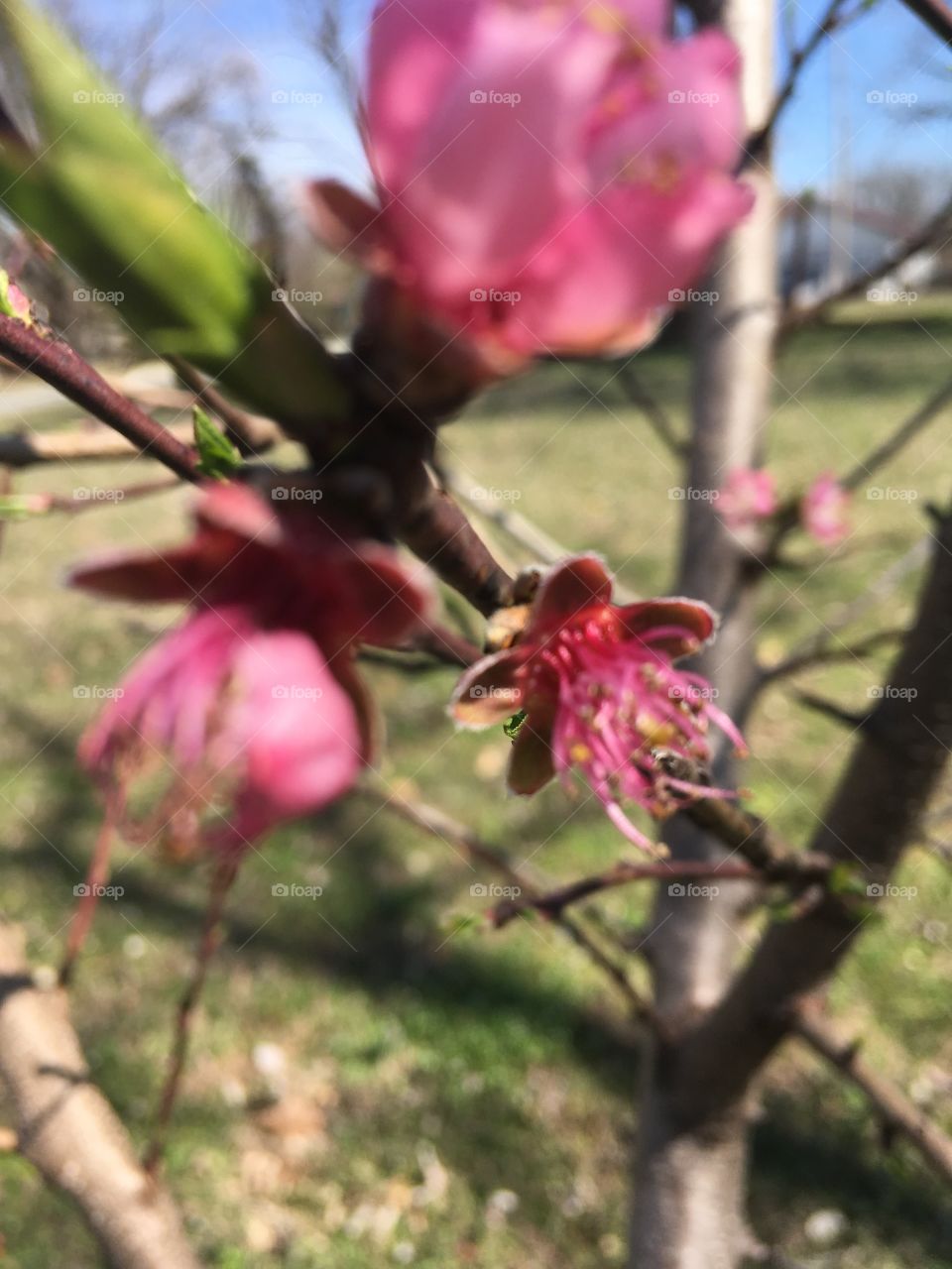My three year old peach tree is blooming like crazy can’t hardly wait for some juicy peaches!