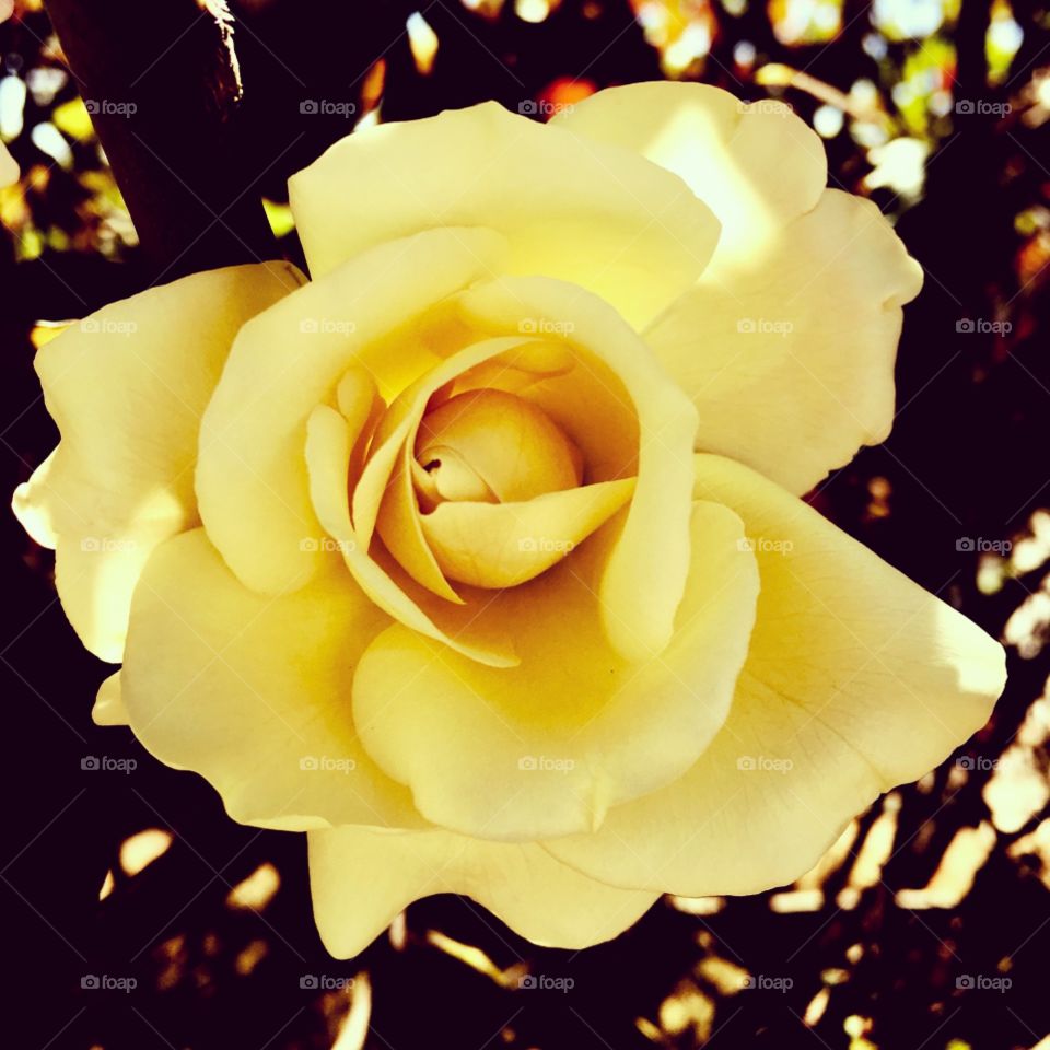 FOAP MISSIONS -
Flora and Fauna of 2019,
🇺🇸 The beauty of yellow rose has enchanted the past year. Cheer the nature!
🇧🇷 A beleza das rosas amarelas encantou o ano que passou. Viva a natureza!