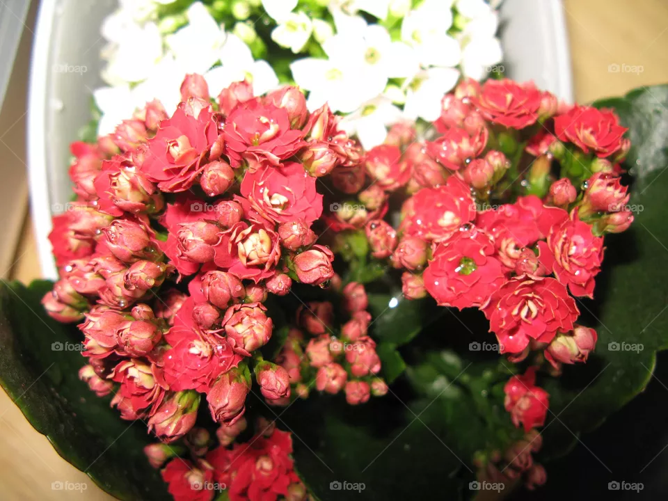 Kalanchoe Flowers