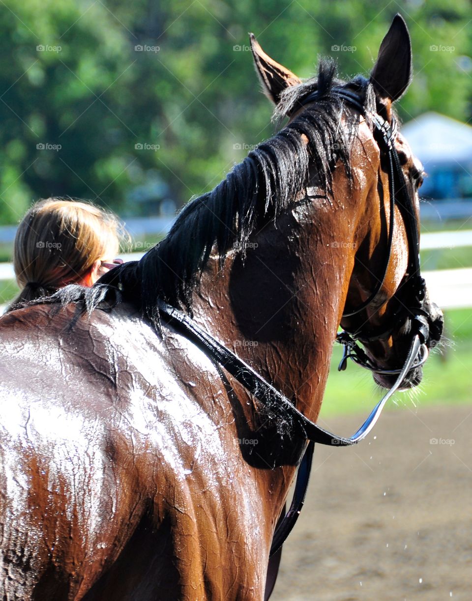 The Waya Stakes. Bay mare at Saratoga heads back to the barn after winning the Waya stakes on the grass at Saratoga
Zazzle.com/fleetphoto