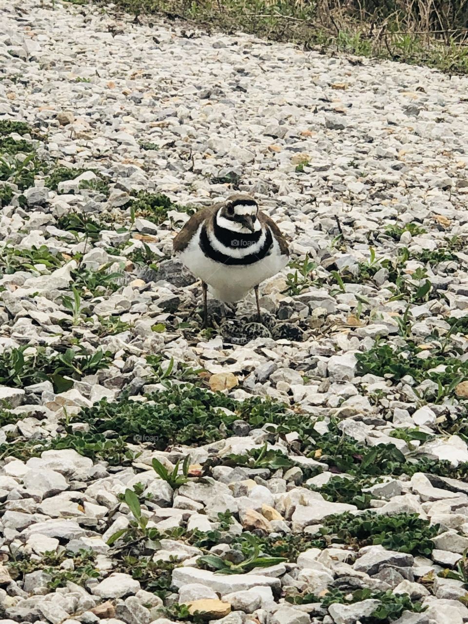 Momma bird protecting her eggs 