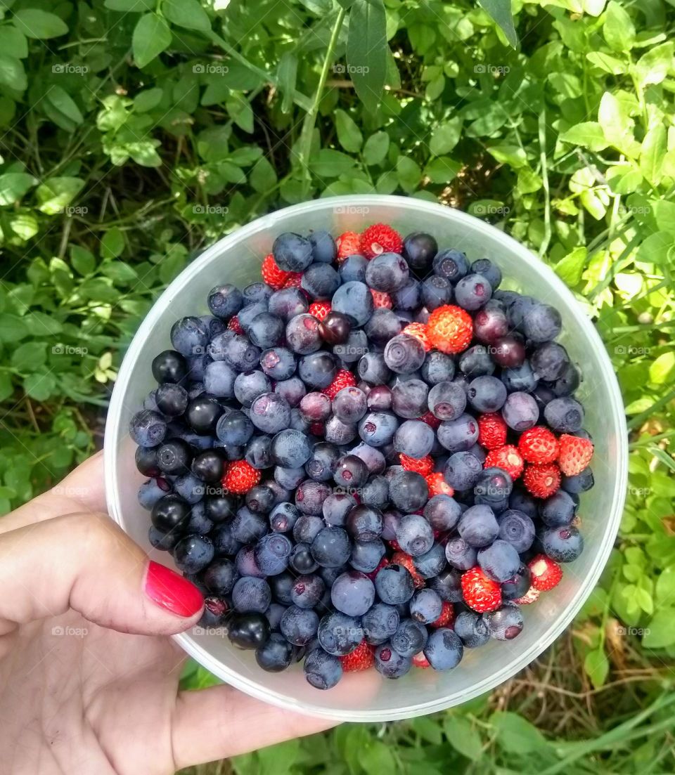 blueberries with wild strawberries in the hands collection in the forest