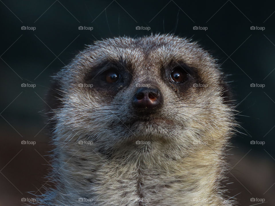 Close-up of a meerkat.