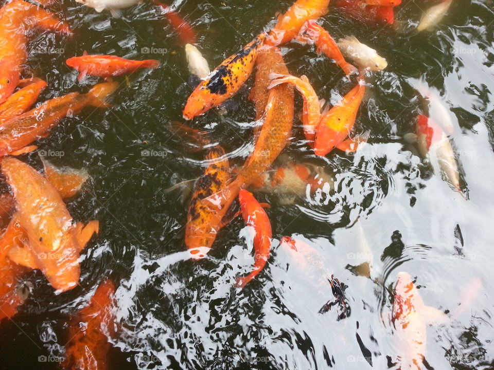 Koi of the Temple . This was taken at the valley of the temples in hawaii. th ère many beautiful places to visit and one of them is the koi pond.