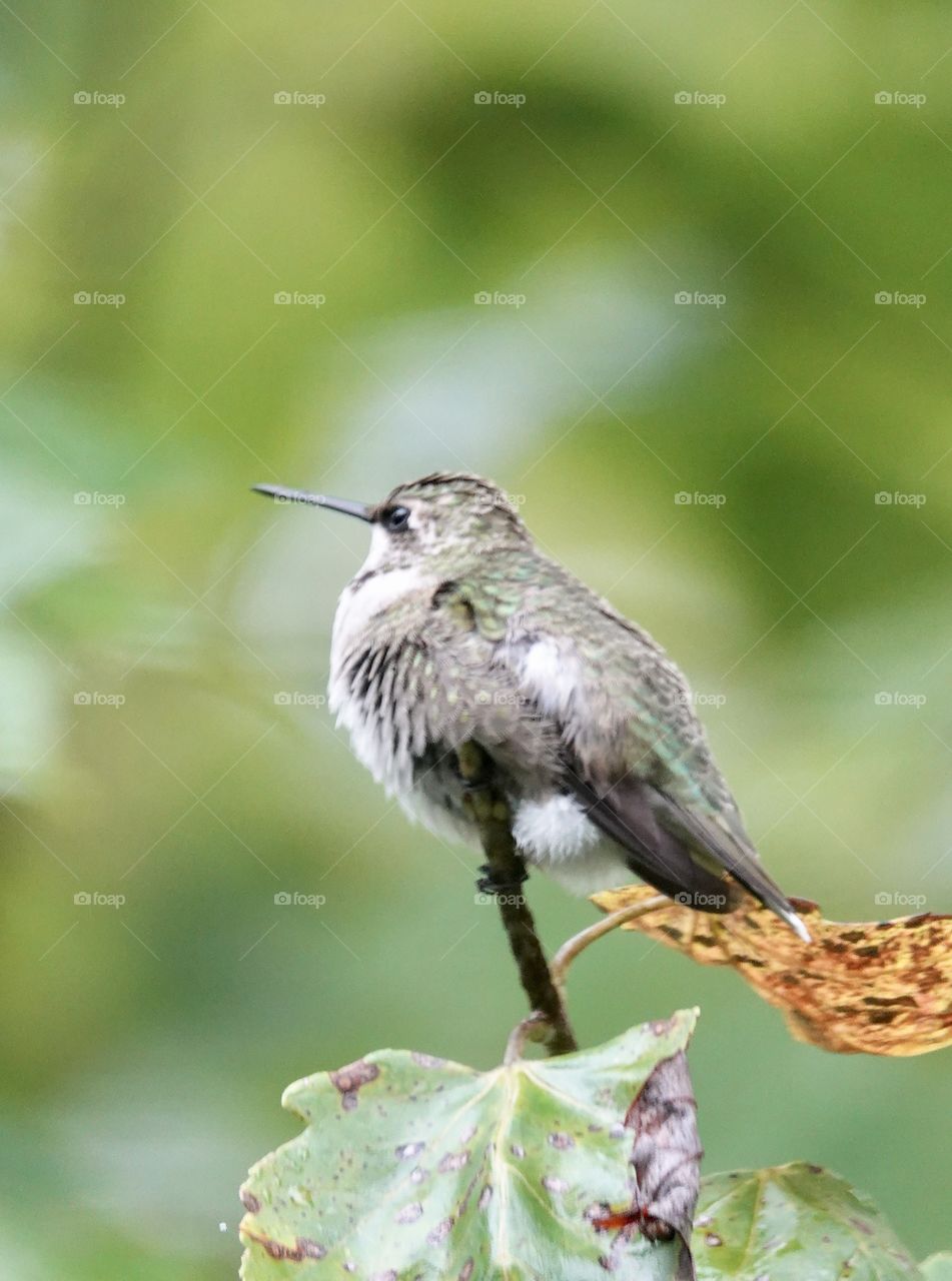 Hummingbird fueling up before long journey for migration.